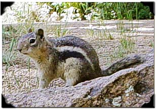 a chipmunk