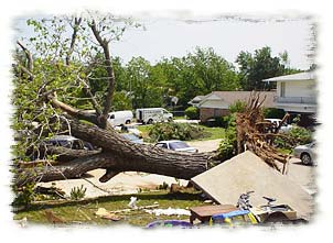 uprooted tree